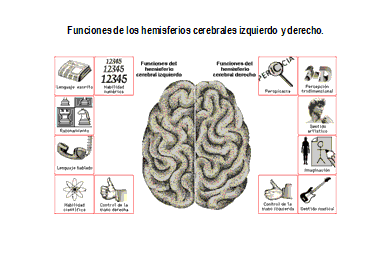 Foto del cerebro